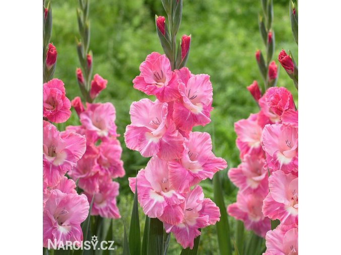ruzovy mecik pink parrot 1