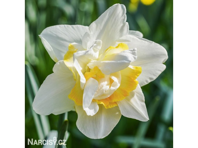 bílý plnokvětý narcis white lion 5