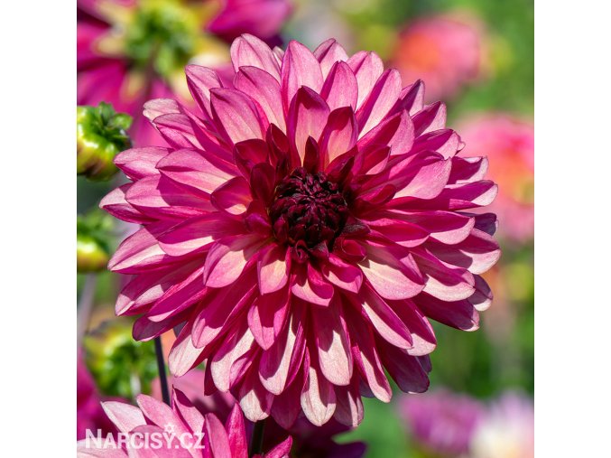 ruzova jirina dahlia bacardi 1