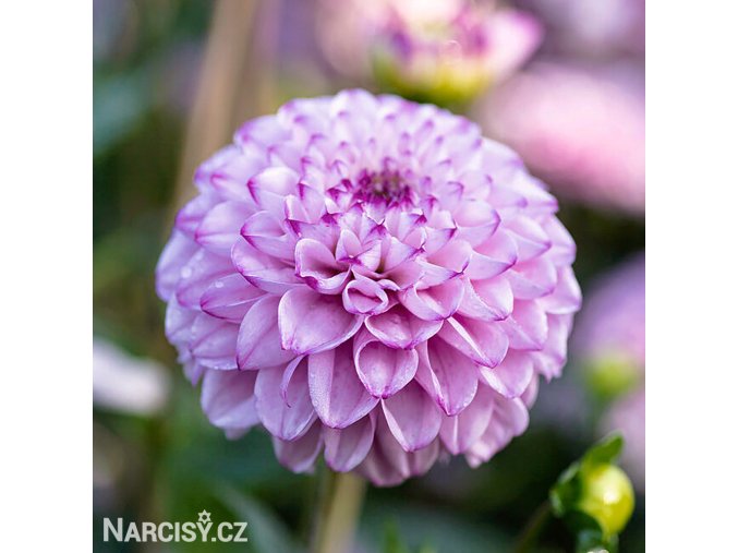 fialova jirina genova 1