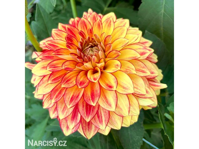 cervenozluta jirina lake ontario 1