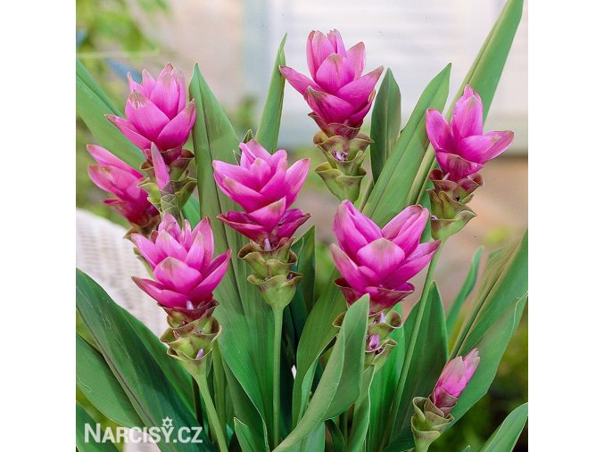 ruzova kurkuma pink wonder 1