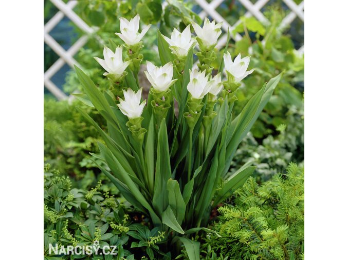 bila kurkuma alismatifolia white 1