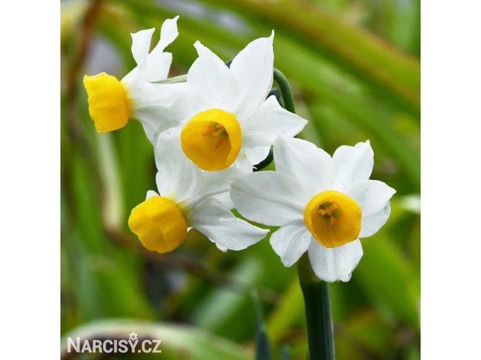 bílý vícekvětý narcis canaliculatus 1