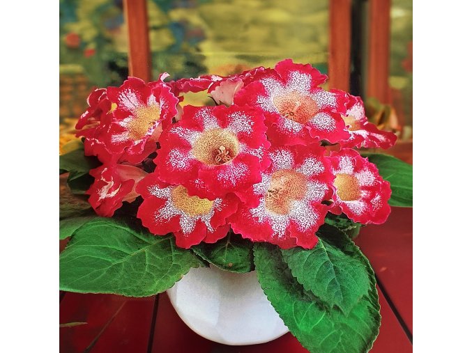Gloxínie Tigrina Red 2