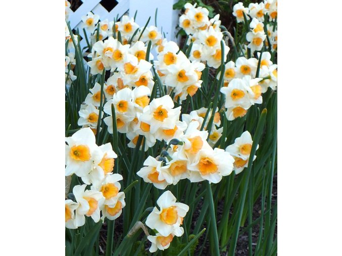 Narcis Yazz 1