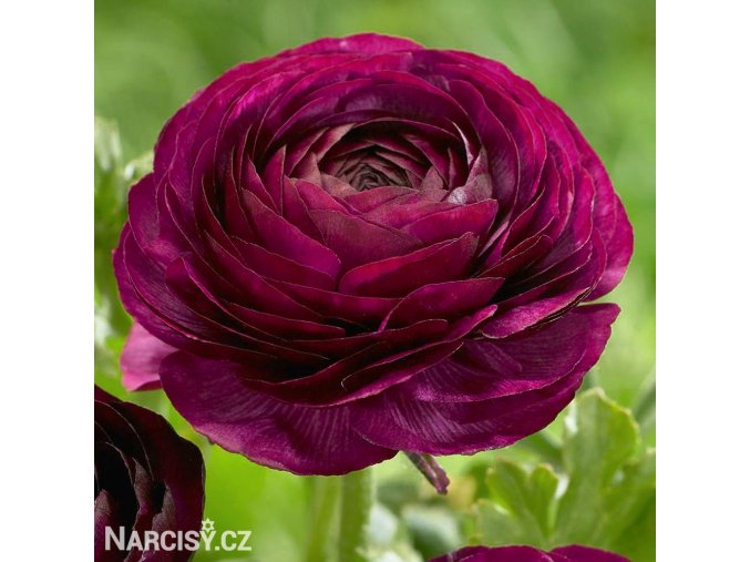 fialovy pryskyrnik ranunculus 1