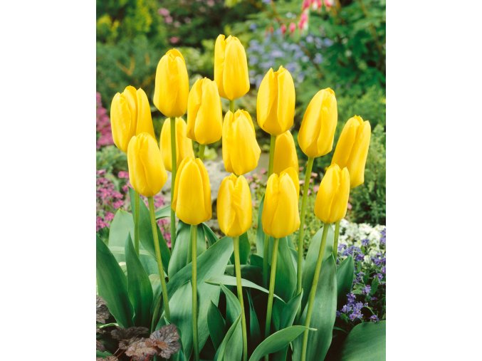 Tulip Candela 11 12cm 0002706 10299