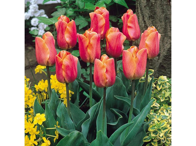 Tulip Jimmy 0003140 2 80242