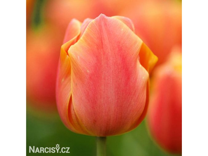 oranzovy tulipan jimmy 1