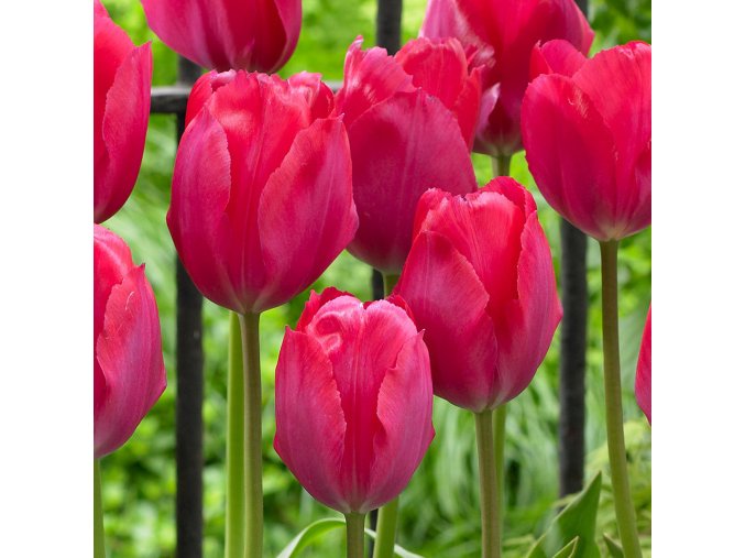 Tulip Lady Van Eijk 0014892 2 45053