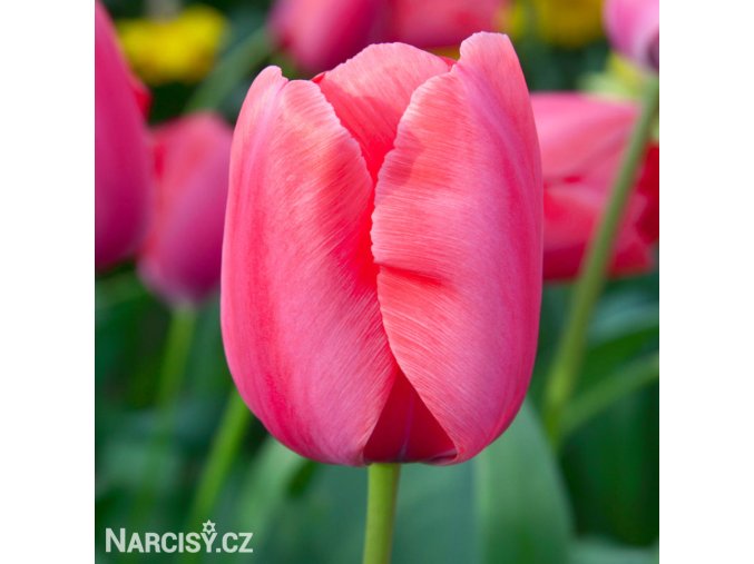 ruzovy tulipan lady van eijk 1