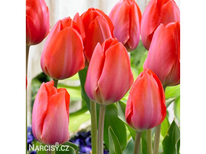 oranzovy tulipan orange van eijk 1