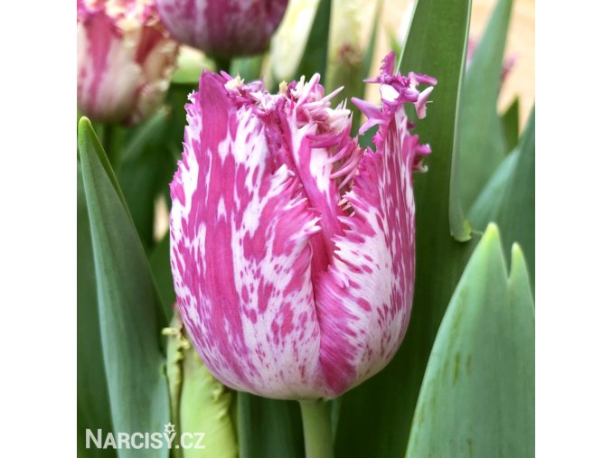 fialovobily trepenity tulipan purple circus 1