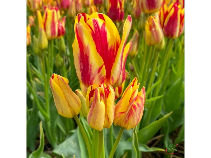 Tulipán Wonder Club 1