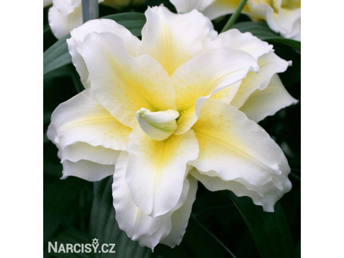 bilo zluta lilie orient roselily ludwina 1