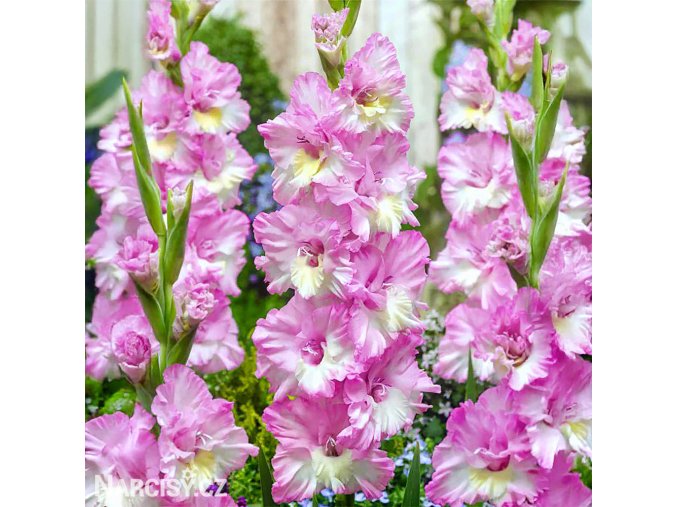 ruzovy mecik cera corfinio 1