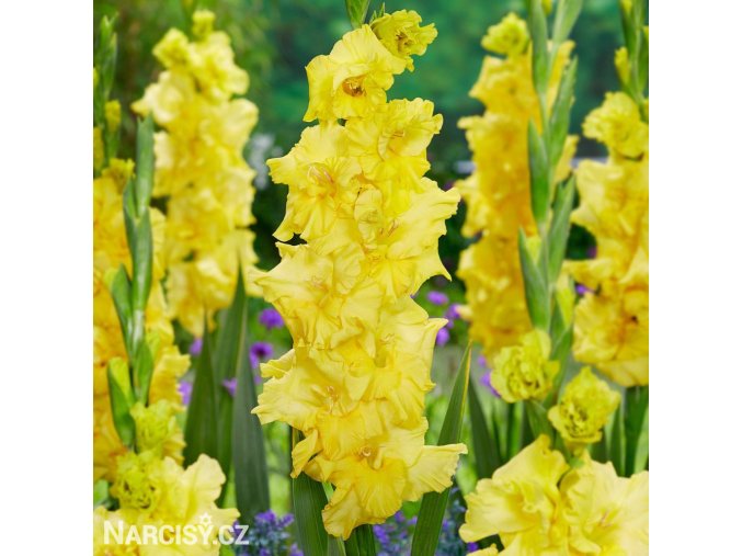 zluty gladiol mecik charisma 1