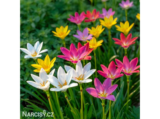 zephyranthes mix destova lilie smes barev 1
