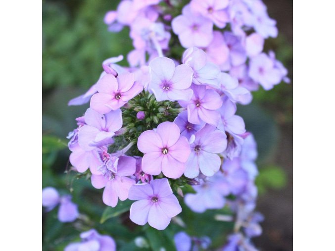 Phlox Lilac Time 01