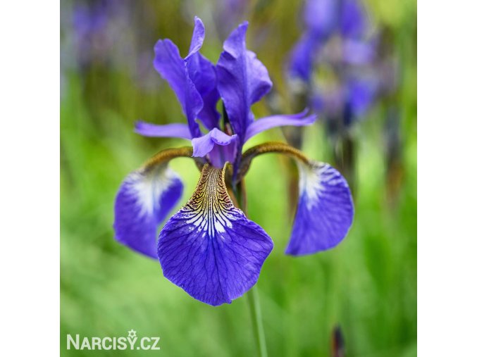 modry iris sibirsky kosatec blue king 1