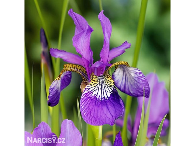 fialovy iris sibirsky kosatec claret sibirica 1