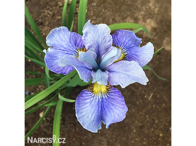 svetle modry iris sibirsky kosatec imperial velvet 4