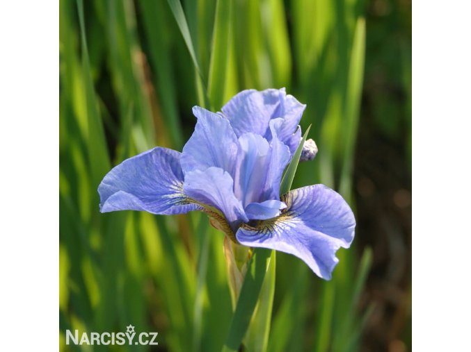 svetle modry iris sibirsky kosatec imperial velvet 1