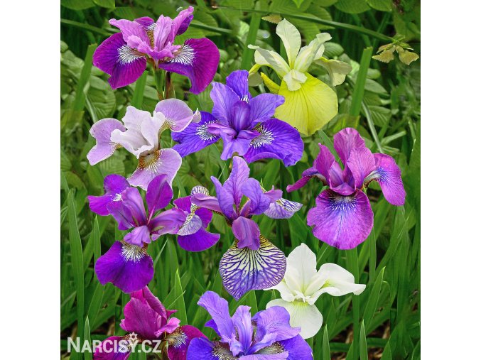 iris mix smes sibirskych kosatcu 1