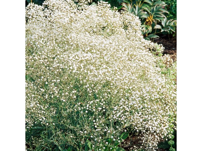Gypsophila paniculata Alba 01