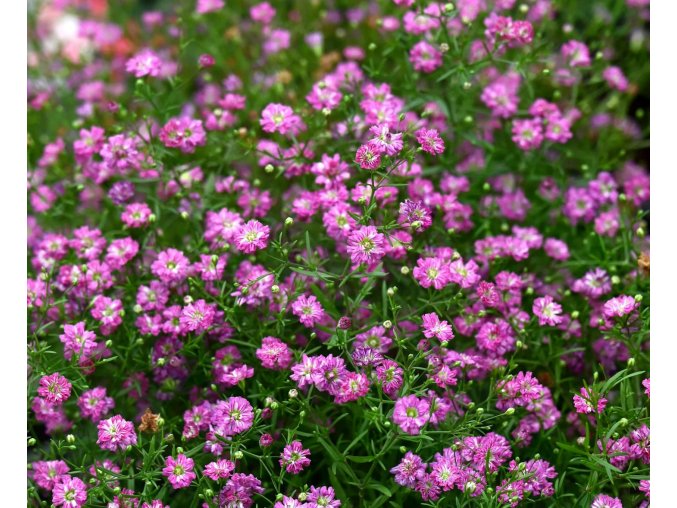 Gypsophila flamingo 01