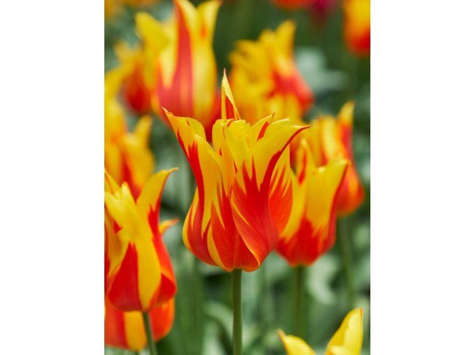 Tulipa Fire Wings 1 1 4
