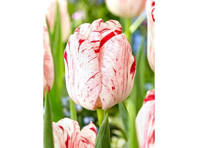 Tulip One Direction 5 769x1025