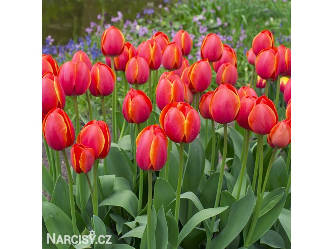 červený tulipán ad rem 4