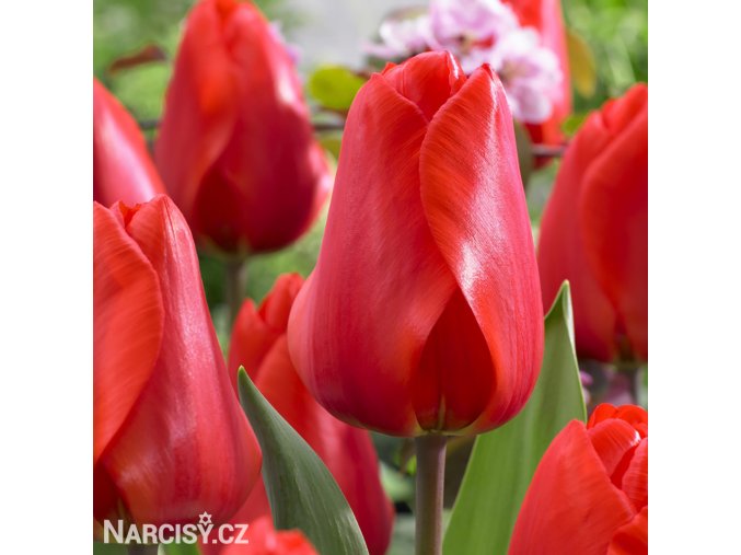 červený tulipán apeldoorn 7