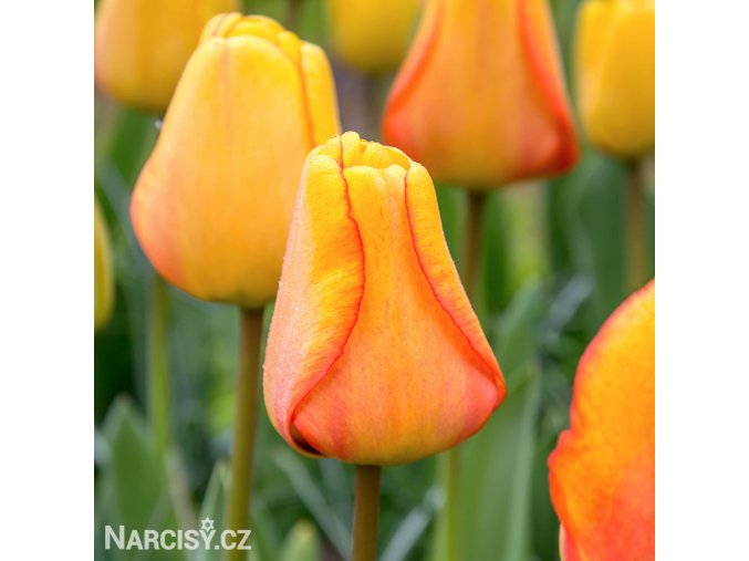 žlutý tulipán blushing apeldoorn 1