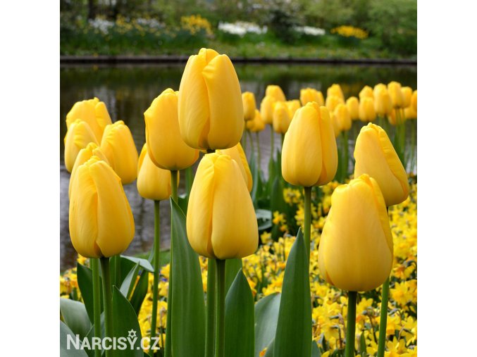 žlutý tulipán golden apeldoorn 4