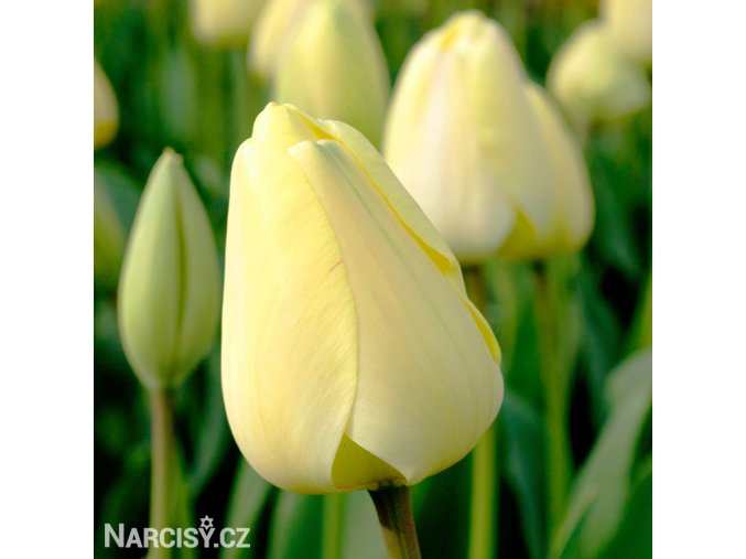 žlutý tulipán ivory florafale 7