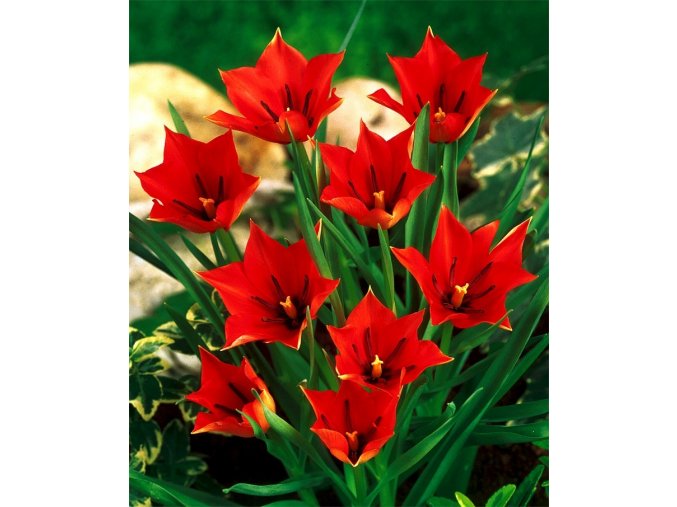 Tulipan Linifolia 1