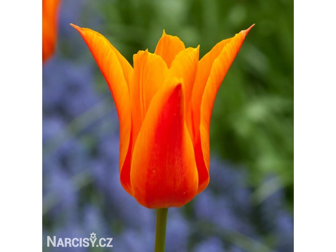 oranzovy tulipan ballerina 1