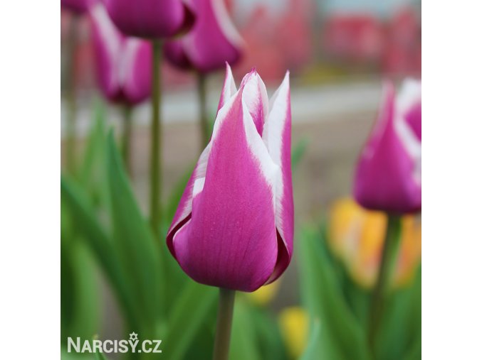 fialovy tulipan claudia 2
