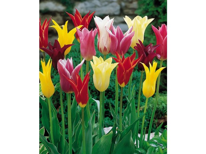 Tulipany Lilyflowering mixed 1