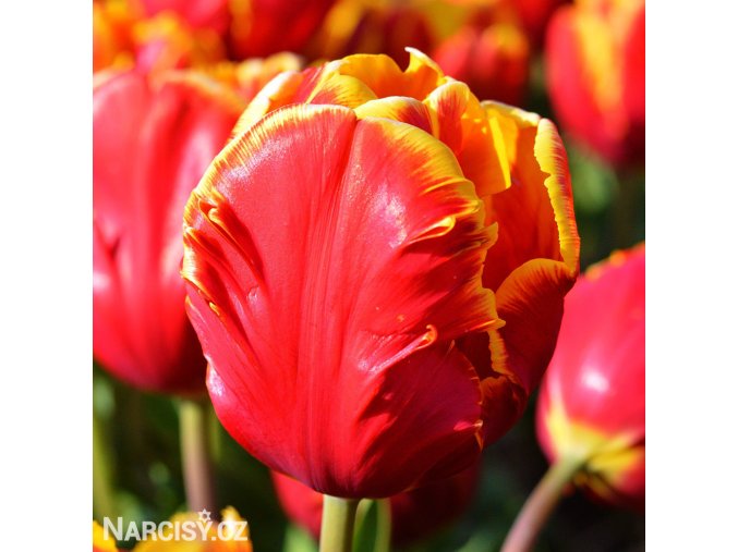 cervenozluty tulipan bright parrot 3