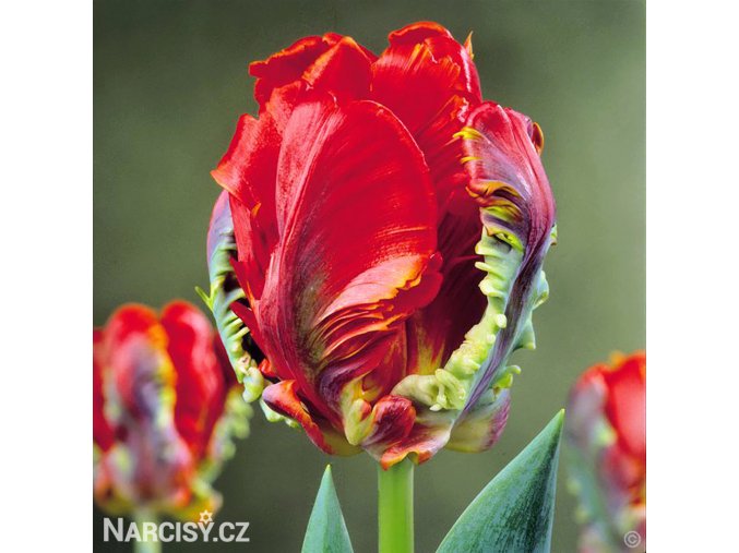 Tulipan Rococo 1