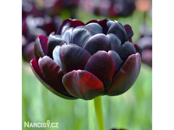 cerny plnokvety tulipan black hero 1