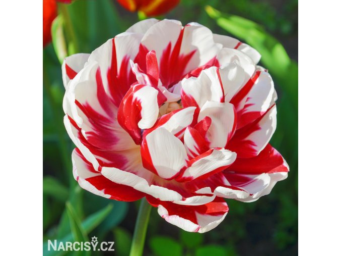 bilocerveny plnokvety tulipan carnaval de nice 1