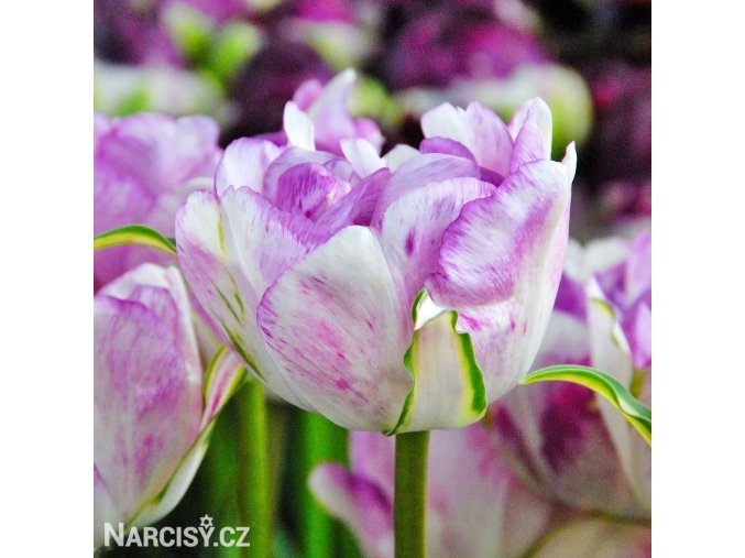 bilofialovy plnokvety tulipan double shirley 4