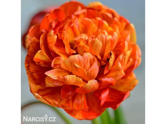 oranzovy plnokvety tulipan sunlover 1