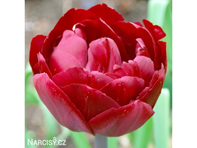 cerveny plnokvety tulipan uncle tom 7