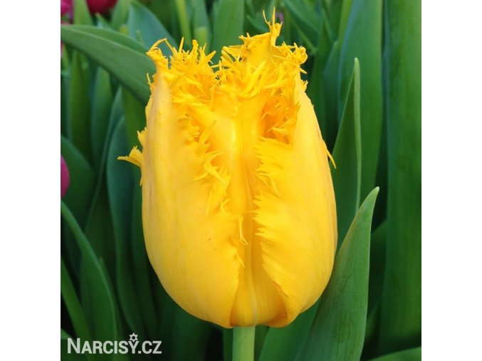 zluty trepenity tulipan crispy gold 1